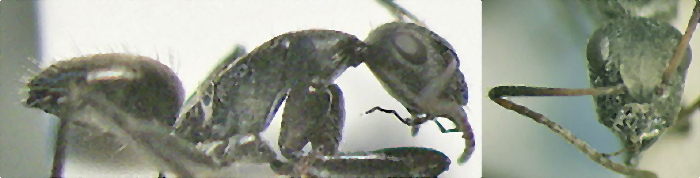 {Camponotus galla minor}