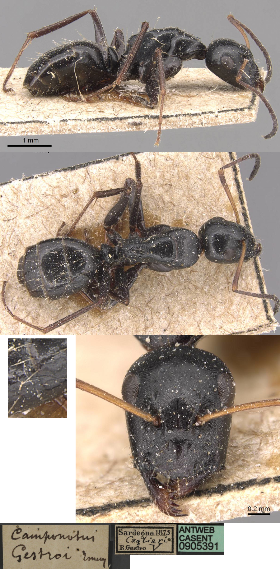 Camponotus gestroi minor