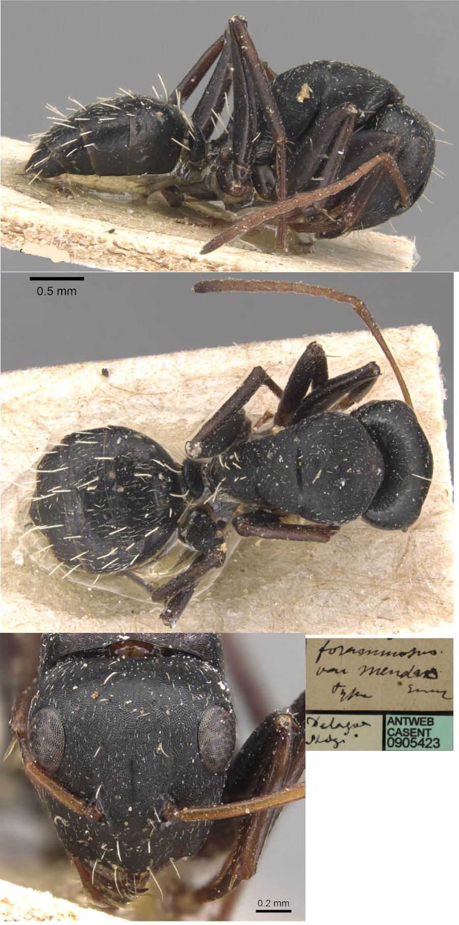 {Camponotus grandidieri mendax}