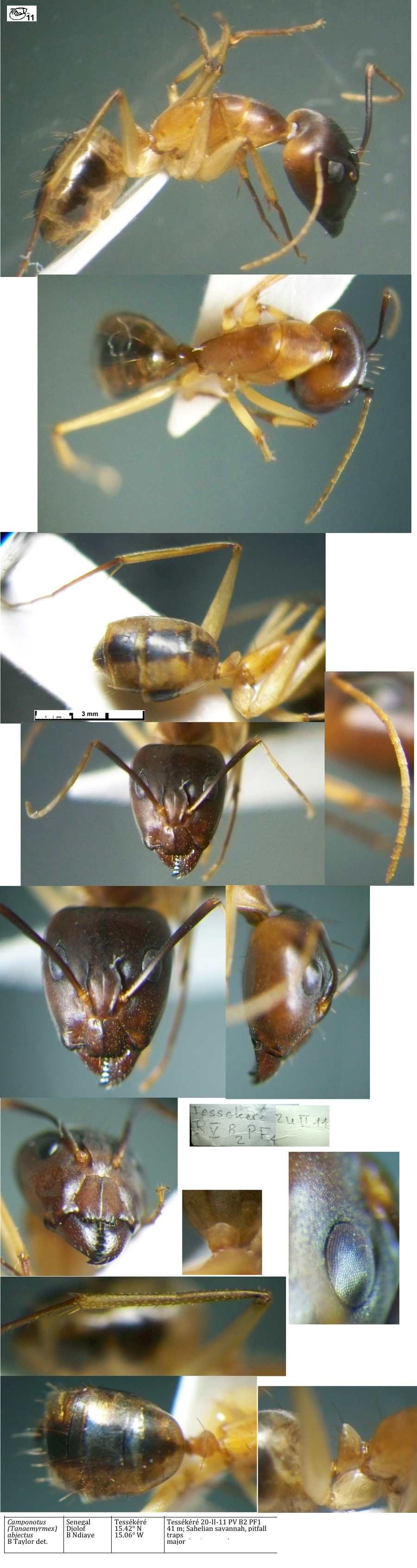 {Camponotus abjectus minor}