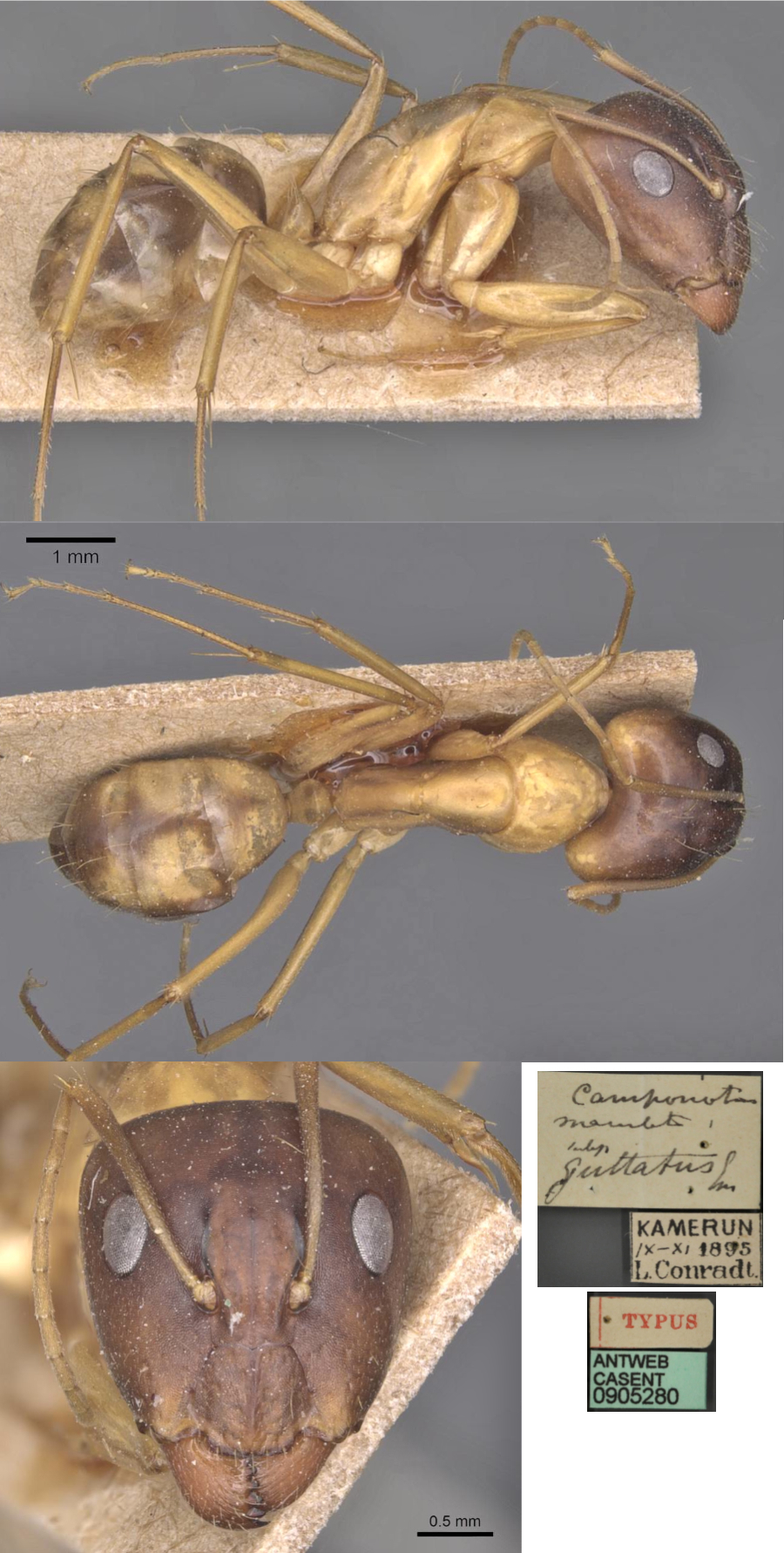 {Camponotus guttatus major}