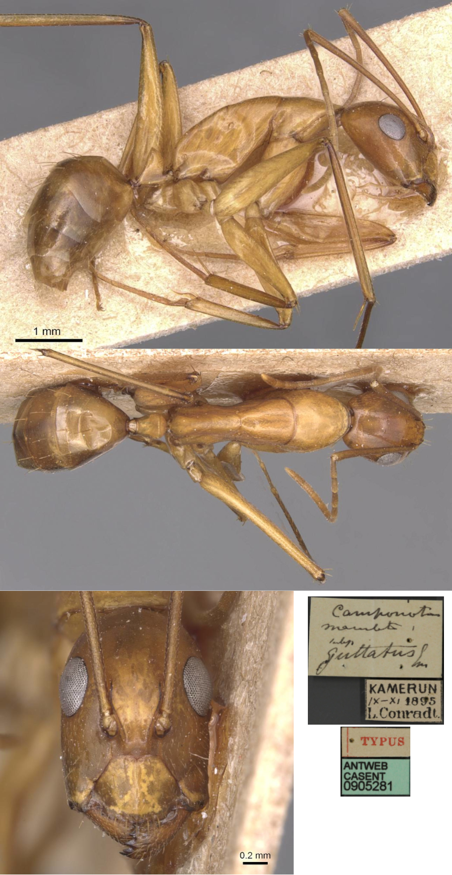 {Camponotus guttatus minor}