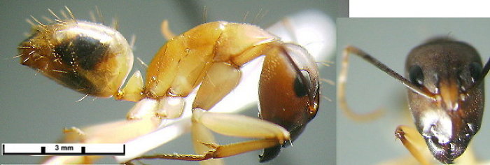 {Camponotus guttatus}