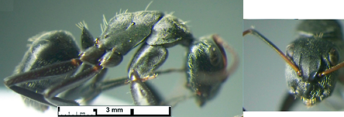 {Camponotus haereticus minor}