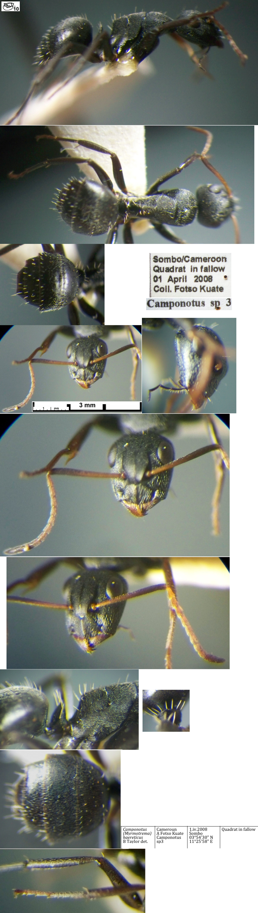 {Camponotus haereticus minor}