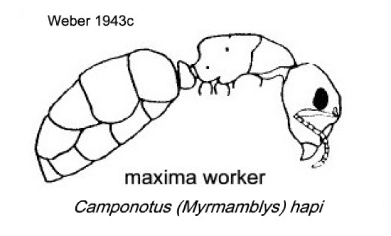 {Camponotus (Myrmamblys) hapi}