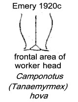 {Camponotus (Tanaemyrmex) hova}