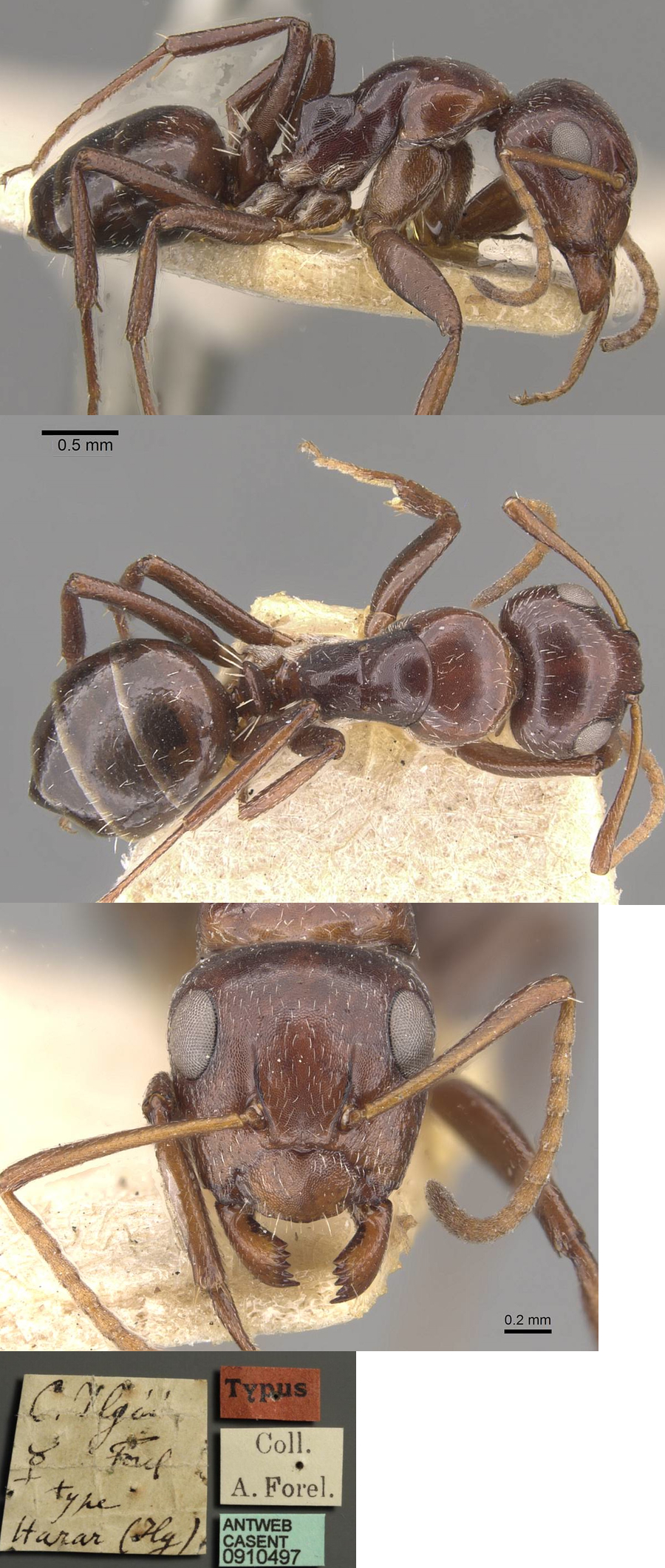 {Camponotus ilgii worker}