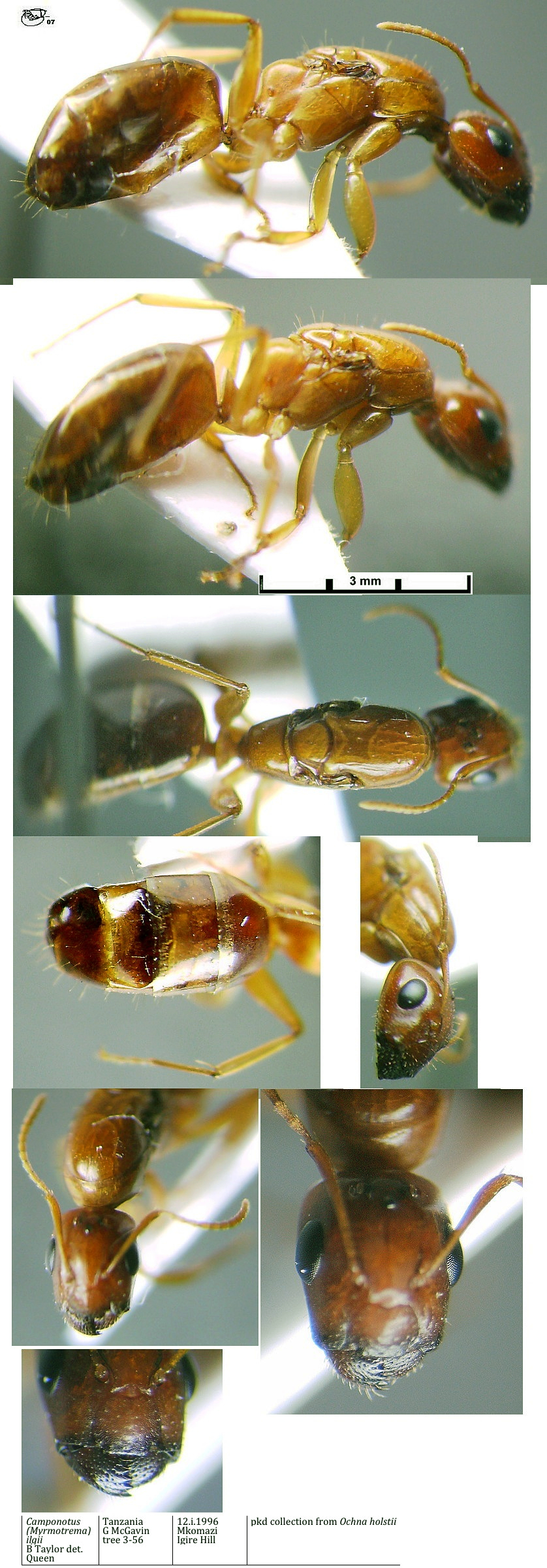 {Camponotus ilgii queen}