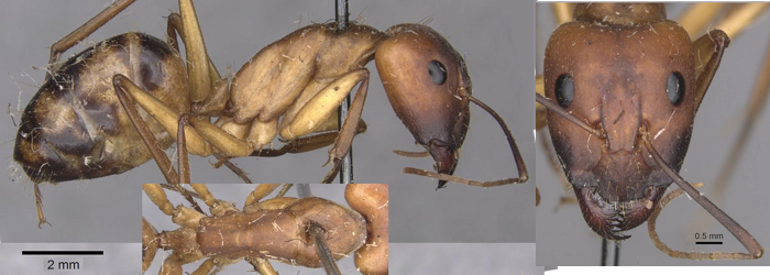 Camponotus importunus