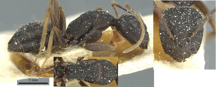 {Camponotus jeanneli minor}