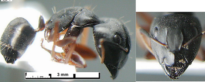 {Camponotus jeanneli major}