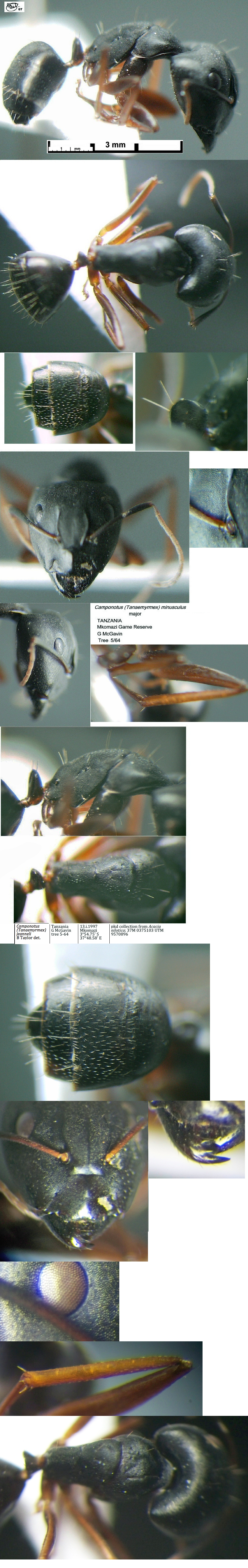 {Camponotus jeanneli major}