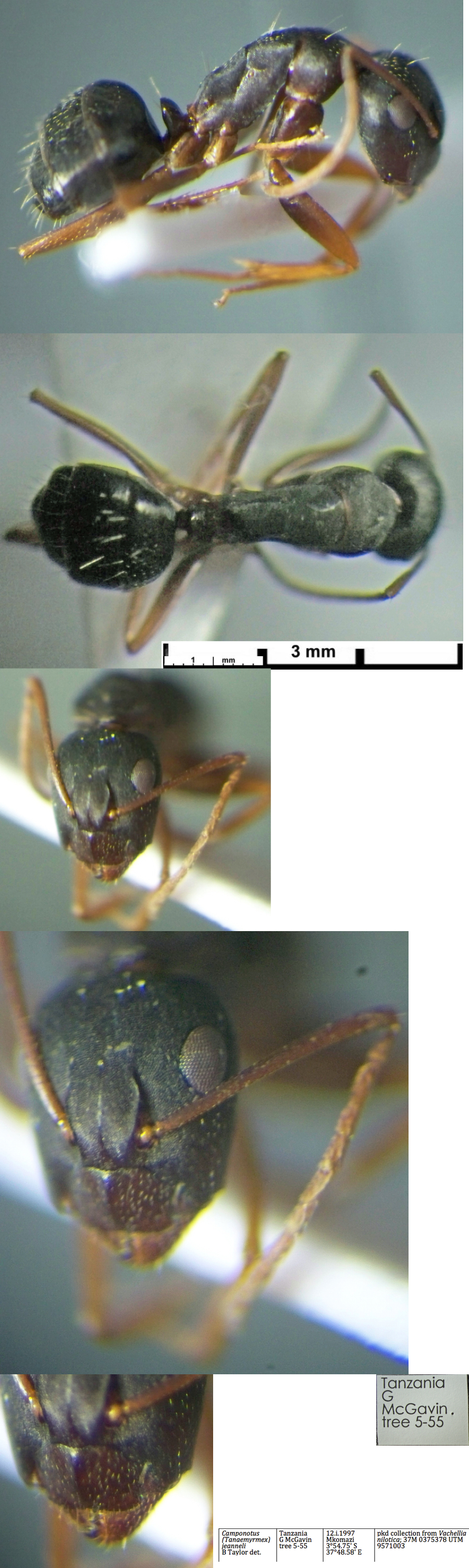 {Camponotus jeanneli minima}