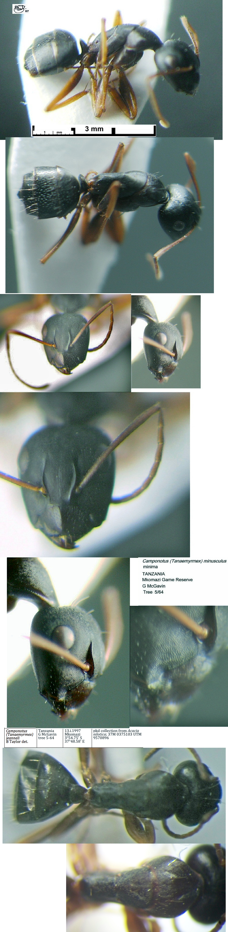 {Camponotus jeanneli minima}