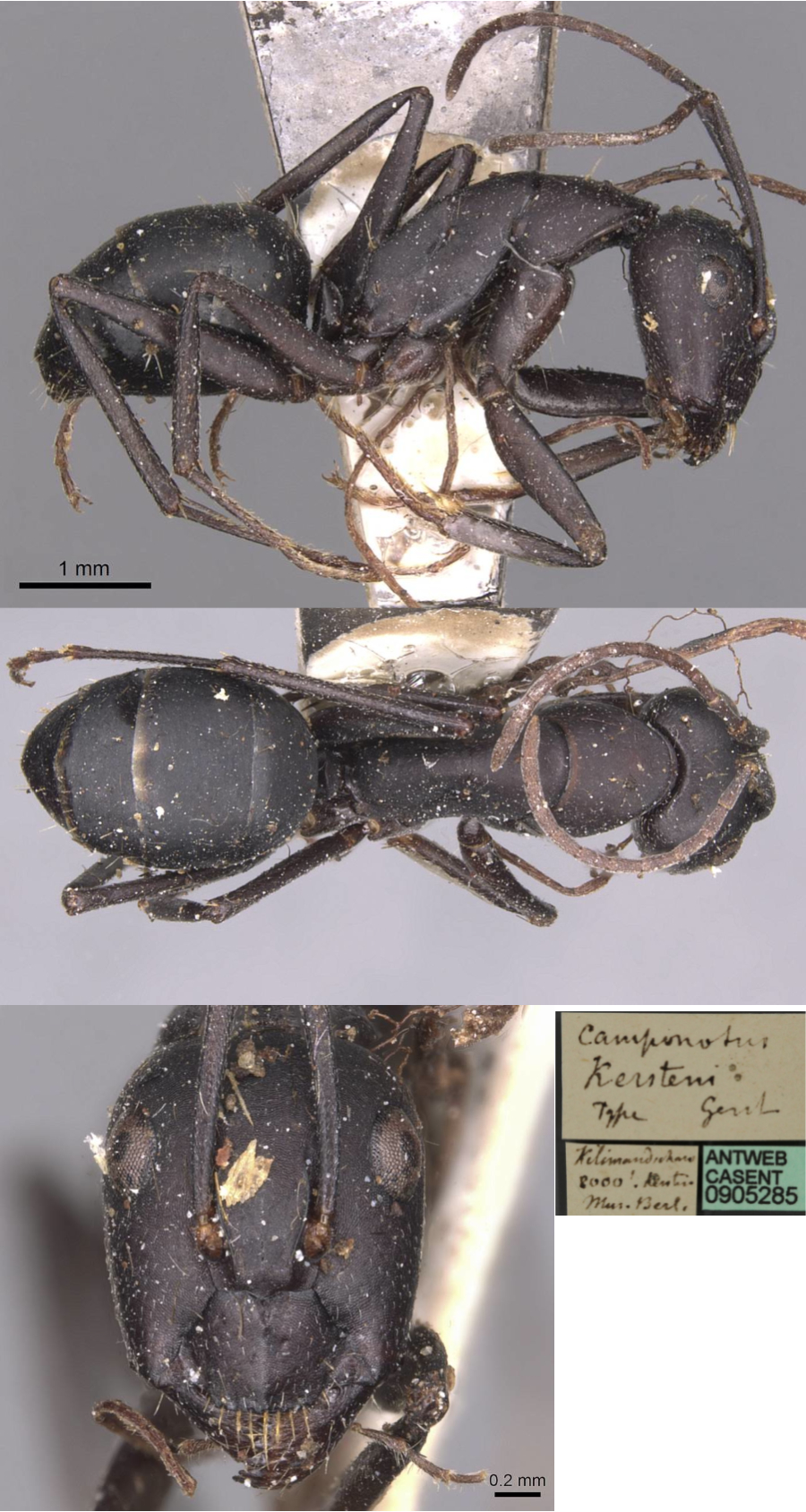 {Camponotus kersteni major}