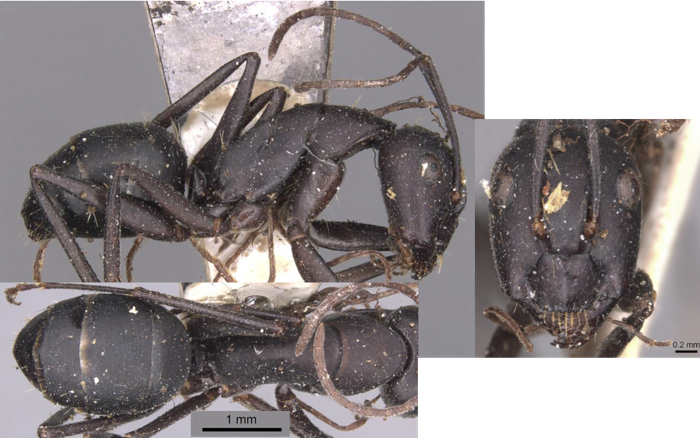 Camponotus kersteni