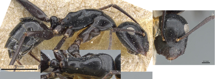 Camponotus klugii minor