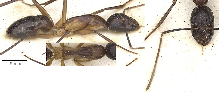Camponotus knysnae minor