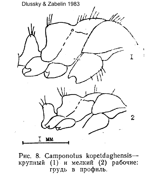 Camponotus kopetdaghensis