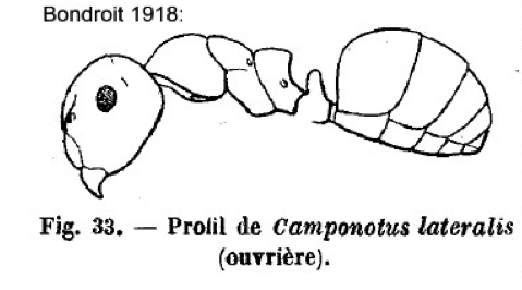 Camponotus lateralis