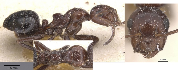 Camponotus lateralis minor