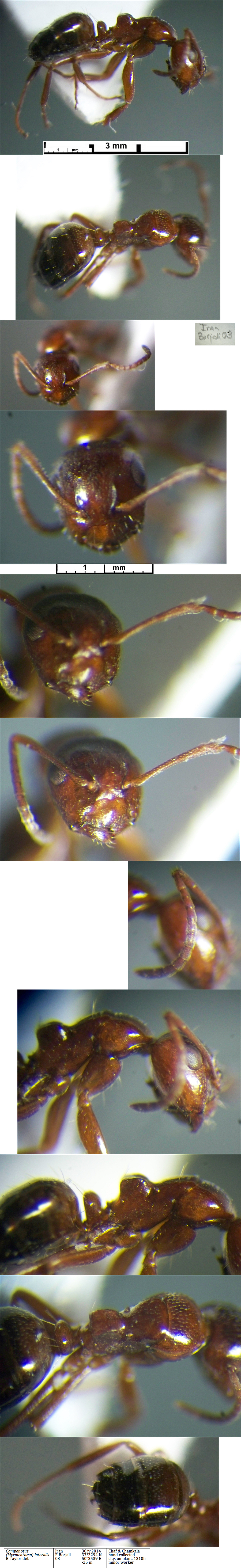 {Camponotus lateralis}