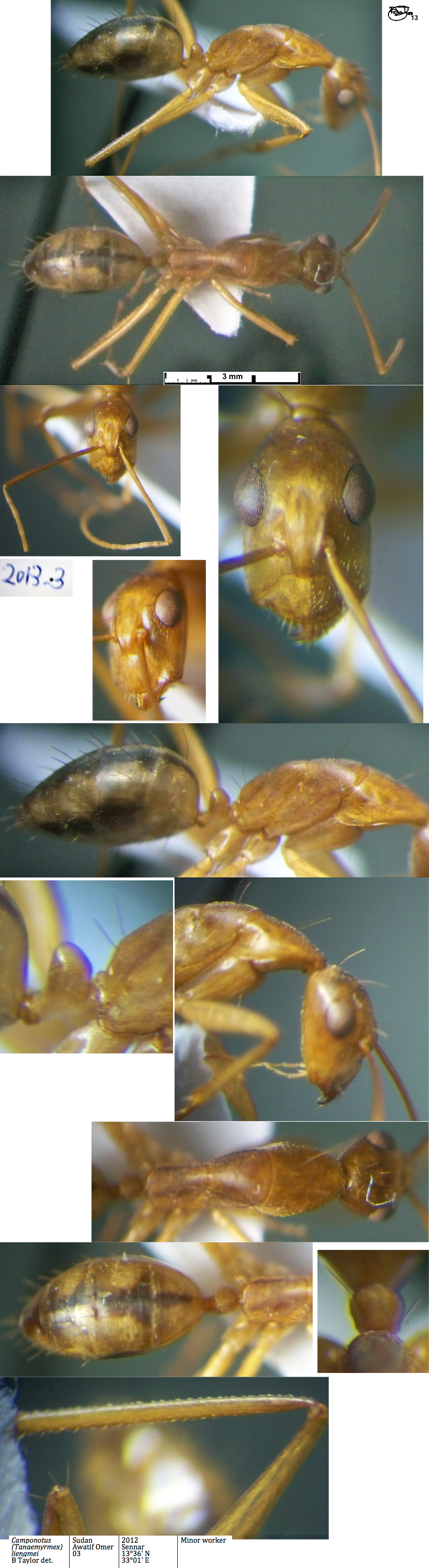 {Camponotus liengmei minor}