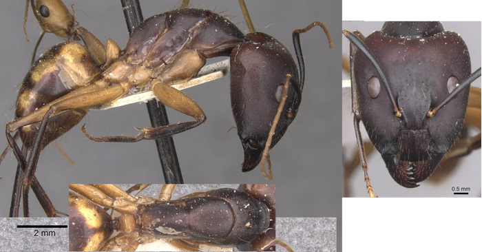 {Camponotus maculatus liengmei}