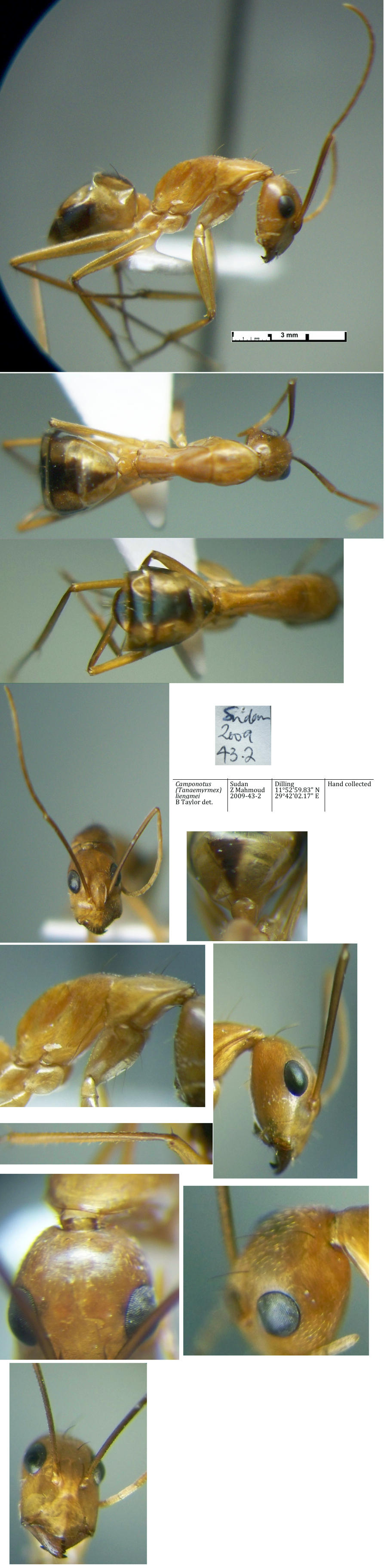 {Camponotus liengmei minor}