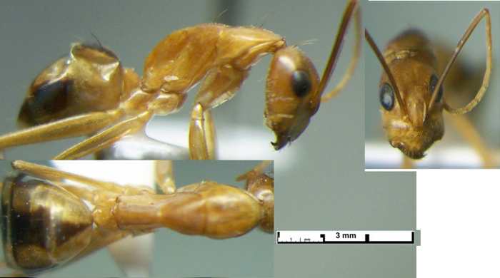 {Camponotus maculatus liengmei}