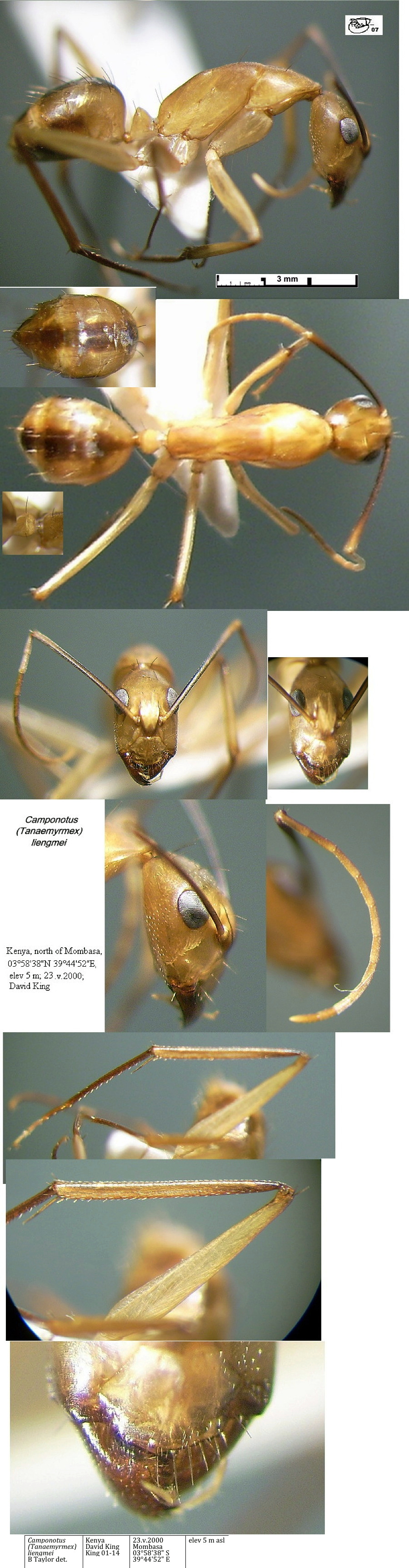 {Camponotus liengmei}