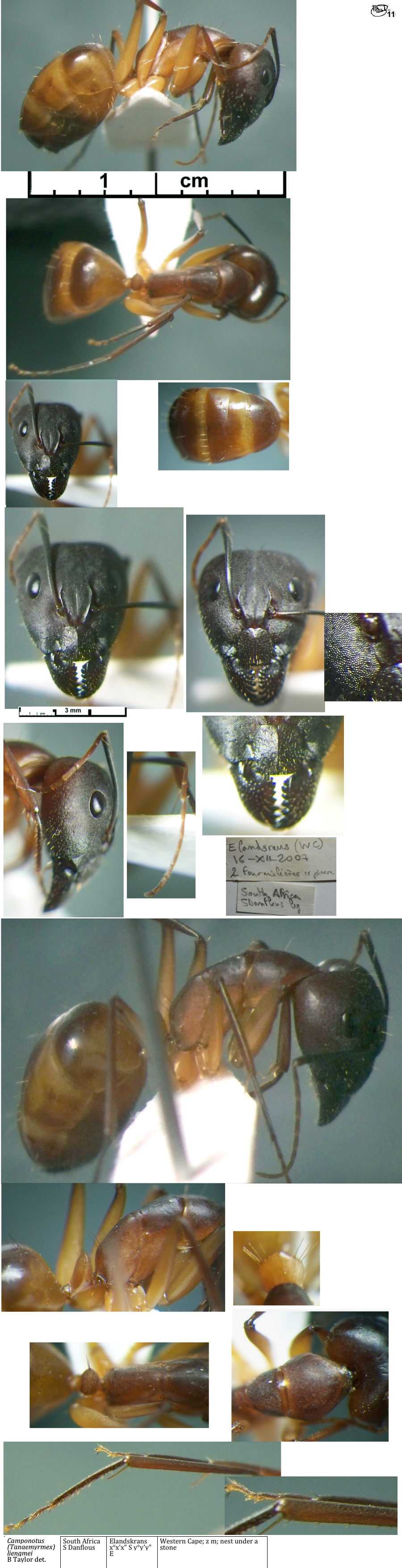 {Camponotus liengmei major}