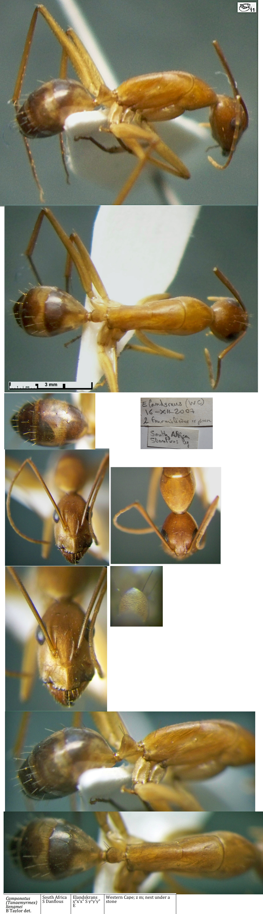 {Camponotus liengmei minor}