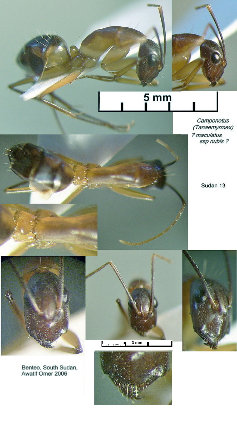 {Camponotus liengmei minor}