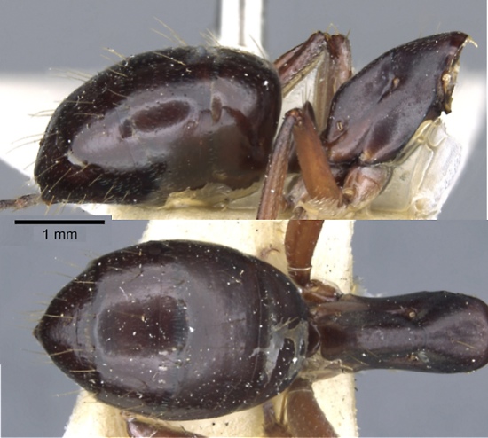 Camponotus ligeus major