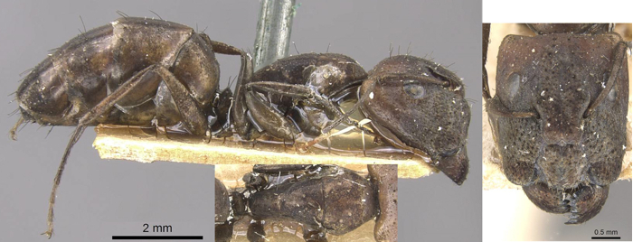 Camponotus lilianae major