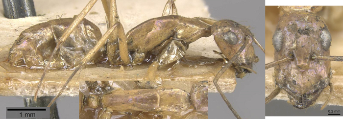Camponotus lilianae minor