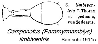 {Camponotus limbiventris worker}