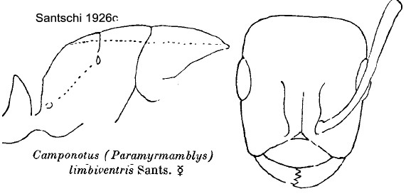 {Camponotus (Paramyrmablys) limbiventris}