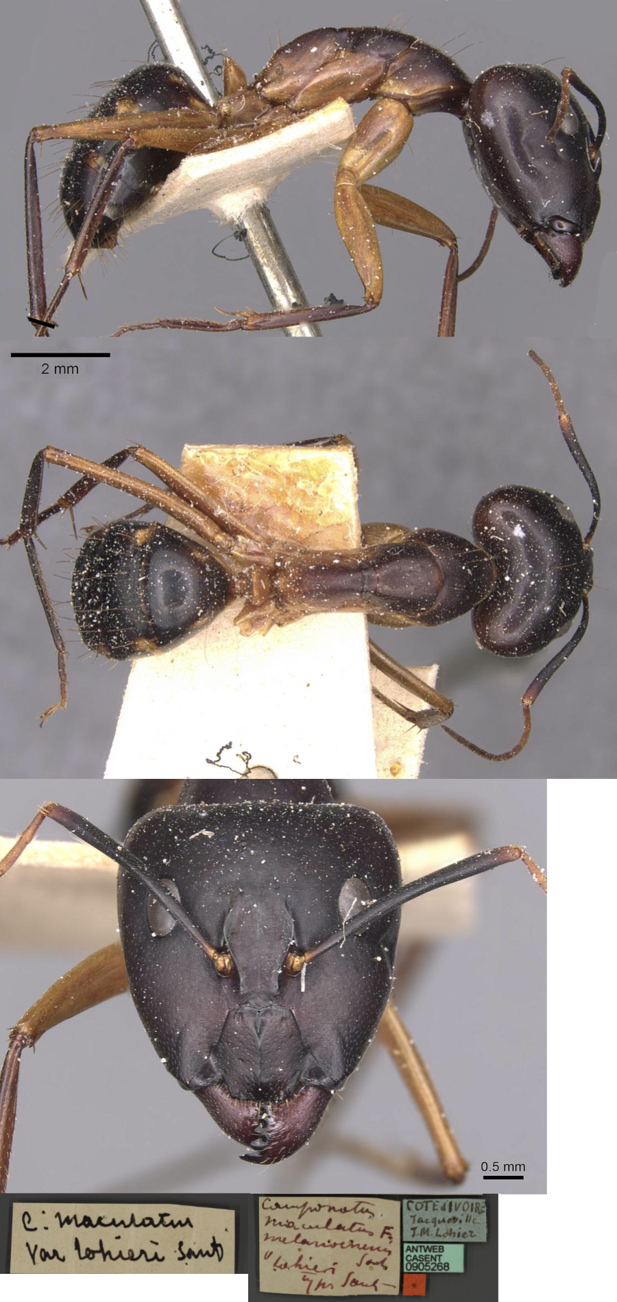 Camponotus lohieri