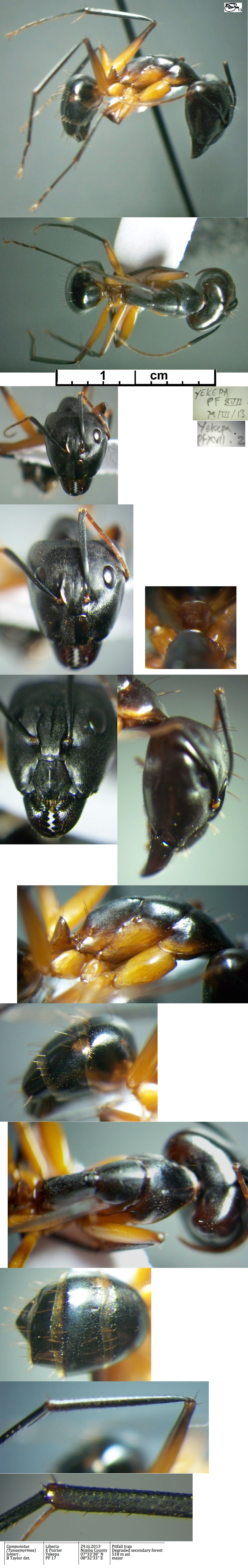 {Camponotus lohieri major}