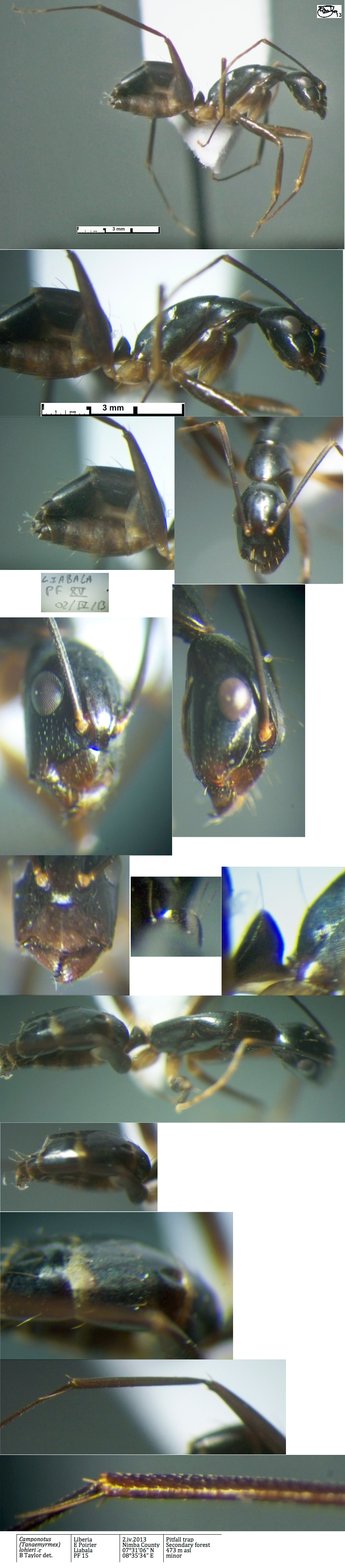 {Camponotus lohieri minor}