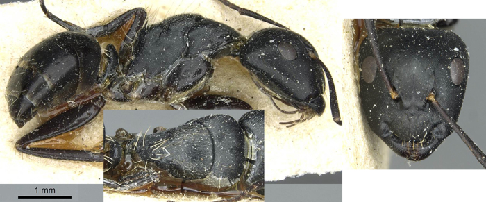 Camponotus longipalpis