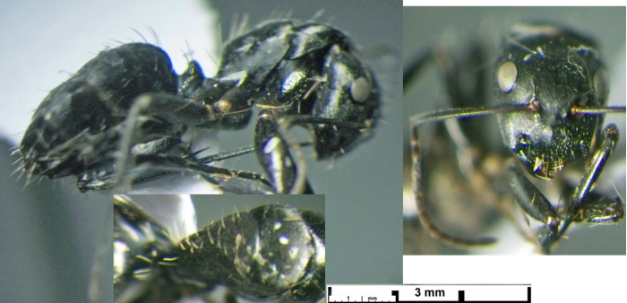 Camponotus longipalpis major non-type