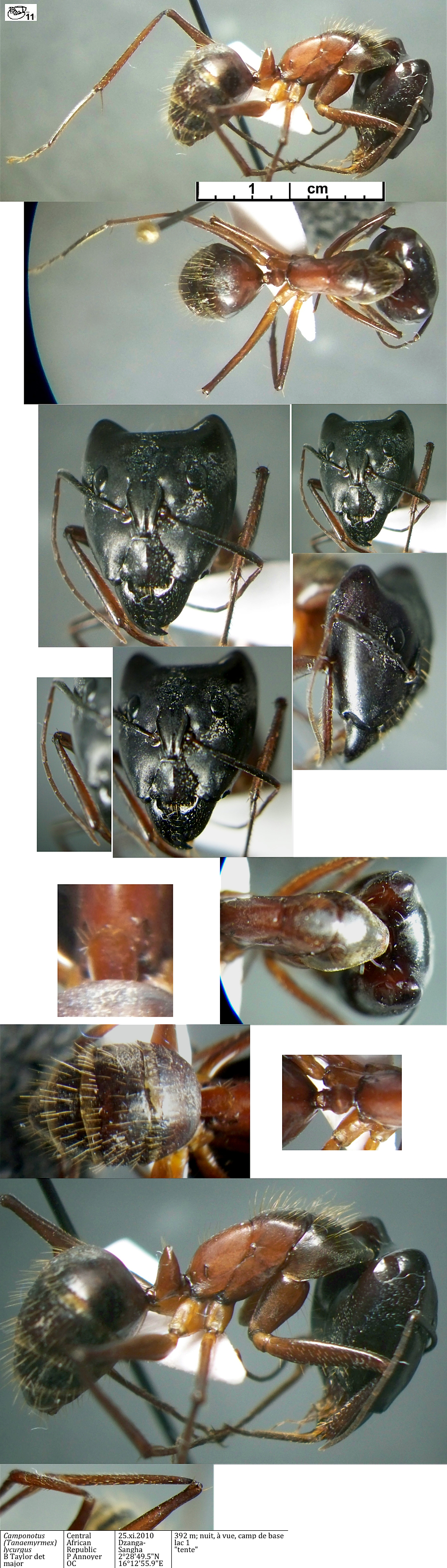 {Camponotus lycurgus major}