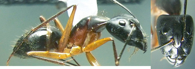 {Camponotus lycurgus media}