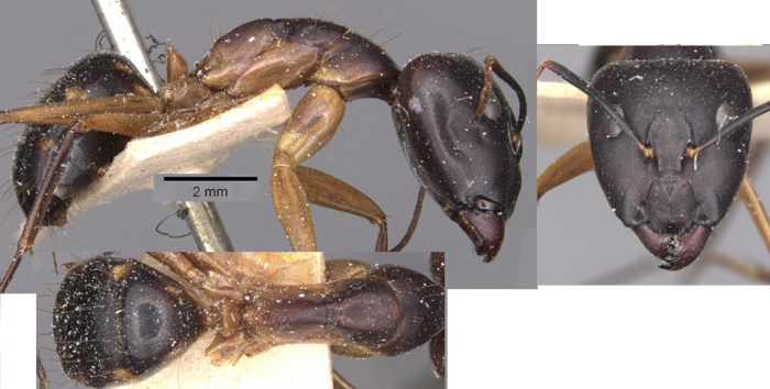 {Camponotus lohieri}