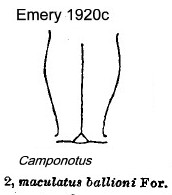 {C. maculatus ballioni frons}