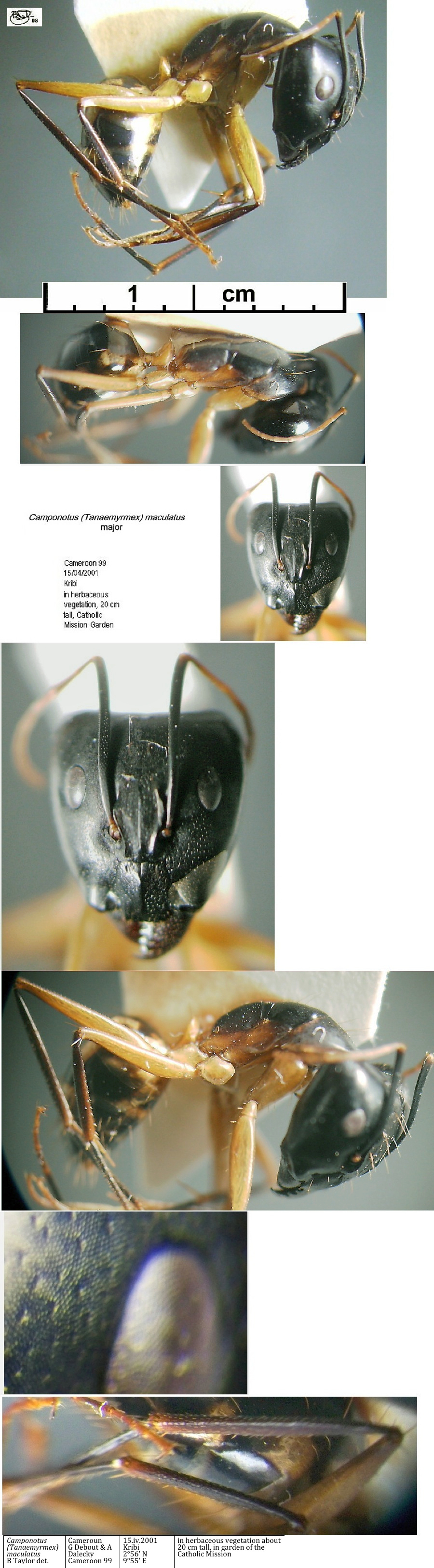 {Camponotus maculatus}